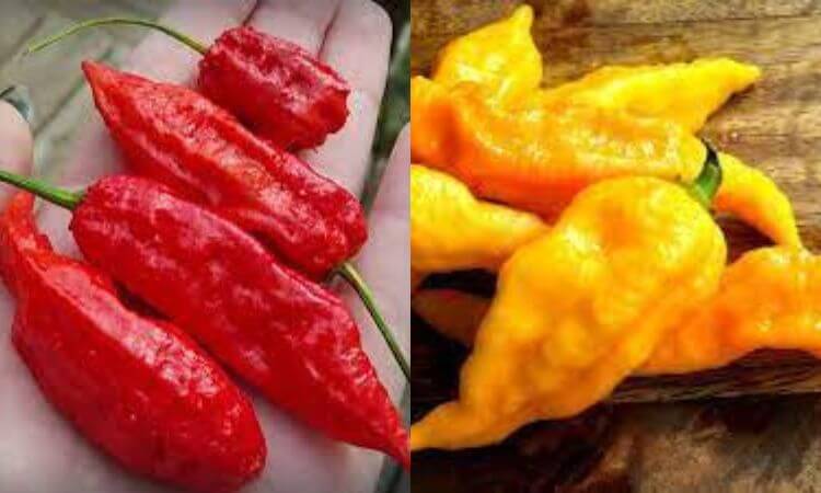 How Hot Is a Ghost Pepper Ghost Pepper Scoville Scale