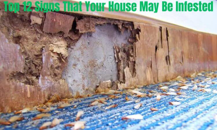 Top 12 Signs That Your House May Be Infested